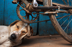 dog-sleeping-cycle-india