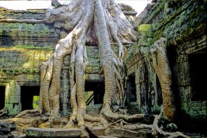 ta-prom-temple-angkor-wat