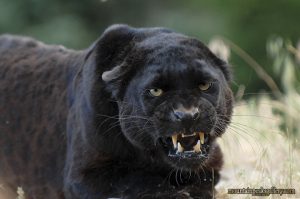 Black leopard